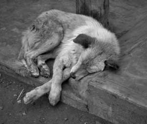 STREET-DOG-SAD