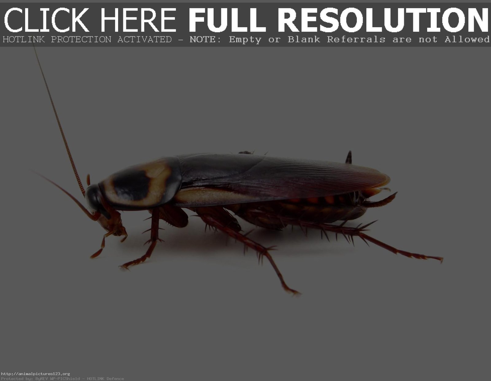 http://www.animalpictures123.org/wp-content/uploads/2012/06/Stunning-Cockroach.jpg